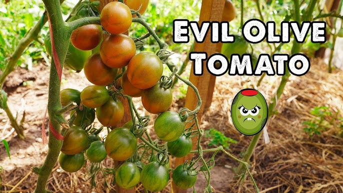 Evil Olive
